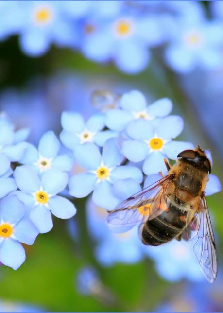 Biene auf Blume